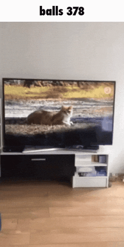 a cat is playing with a ball on a tv screen