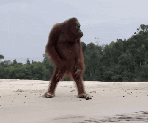 an orangutan is walking on a sandy beach near a body of water