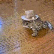 a small turtle wearing a cowboy hat on its back