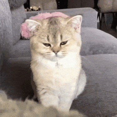 a cat is sitting on a couch with a pink pillow on it 's head
