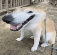 a brown and white dog is sitting on a sidewalk with its mouth open and a leash around its neck .