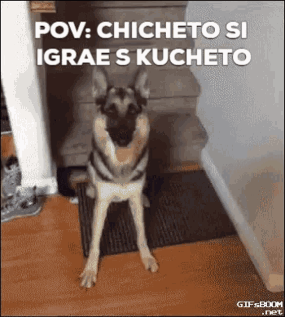Kuche Chicheto GIF - Kuche Chicheto Kucheto GIFs