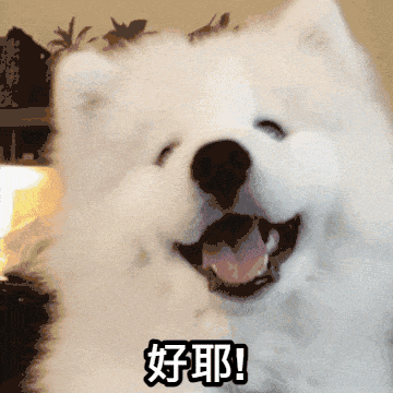 a close up of a white dog with chinese writing on its face