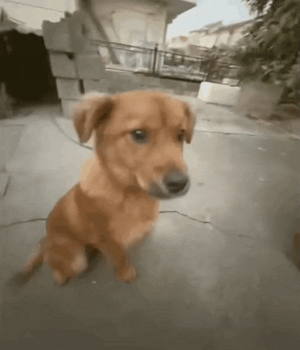 a small brown dog is sitting on the sidewalk looking at the camera .
