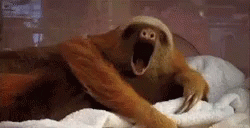 Dodo Baby Sloth GIF - Dodo Baby Sloth Sleepy GIFs