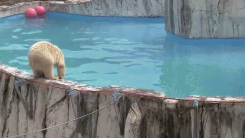 Happens To Us All GIF - Bears Cubs Polar Bears GIFs