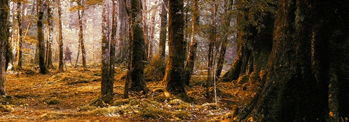 a painting of a forest with trees and leaves on the ground