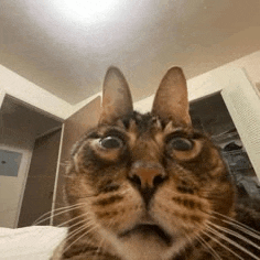 a close up of a cat looking at the camera in a bedroom .