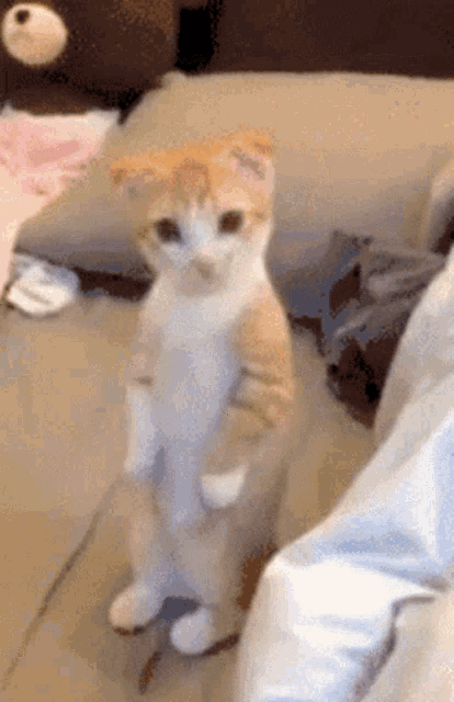 Cat Standing GIF - Cat Standing Up GIFs