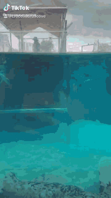 a crocodile is swimming in a tank with a tiktok watermark on the bottom