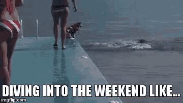 two women are diving into a pool with a dog .