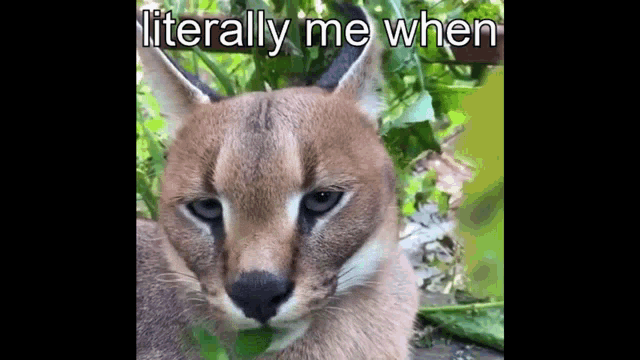 a close up of a caracal eating leaves with the words `` literally me when '' written above it .