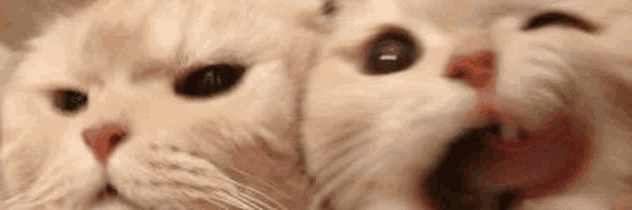 two cats are laying next to each other with their mouths open and one is yawning .