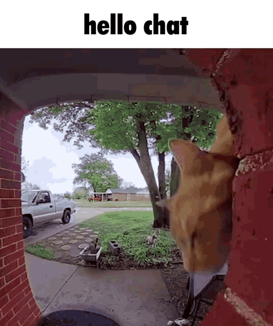 Hello Chat Cat GIF - Hello Chat Cat Doorbell GIFs