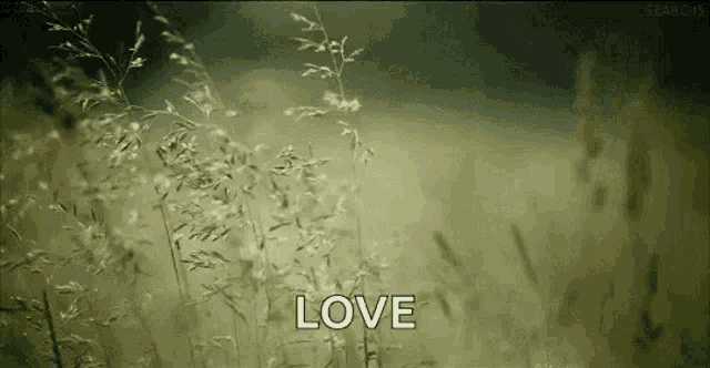 a bunch of tall grass blowing in the wind with the word love written in the foreground .