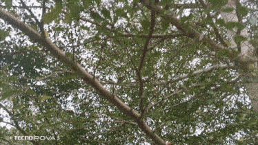 a picture of a tree taken by a tecno povas