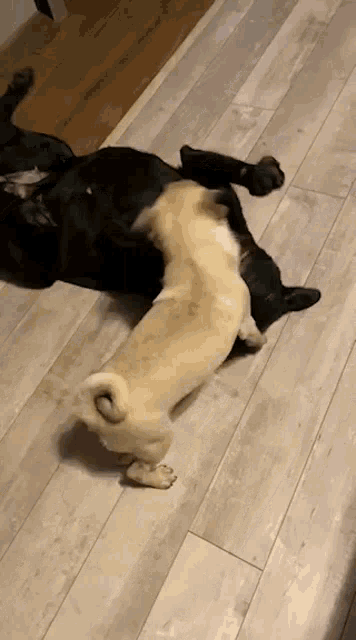 two dogs are playing on a wooden floor and one of them is laying on its back .