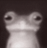 a close up of a frog 's face with a black background .