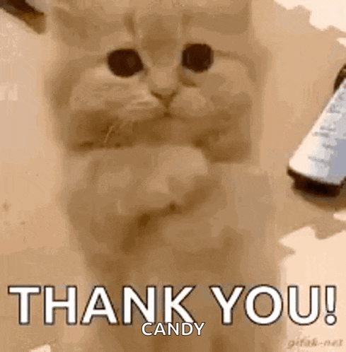 a cat is giving a thumbs up and saying thank you .