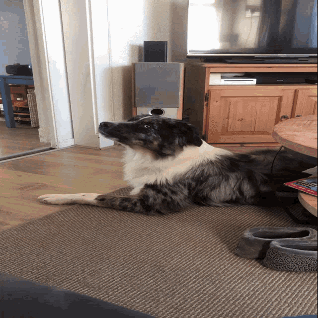 a dog laying on a carpet in front of a tv