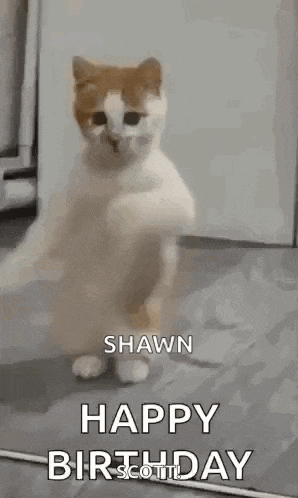 a cat is standing on its hind legs in a room and says `` happy birthday '' .
