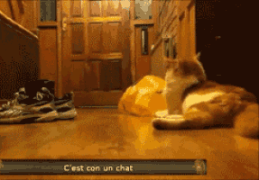 a cat is laying on a wooden floor next to a sign that says c'est con un chat