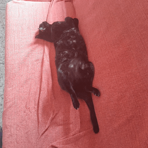 a black dog laying on its back on a red couch