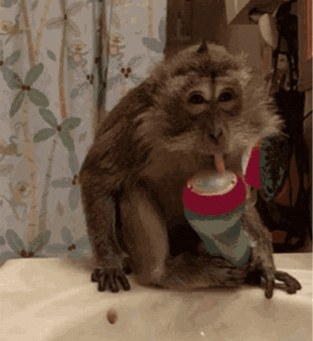 a monkey sitting on a sink drinking from a pink bottle