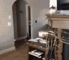 Getting Creepy With Your Pets GIF - Cats Dogs Lol GIFs