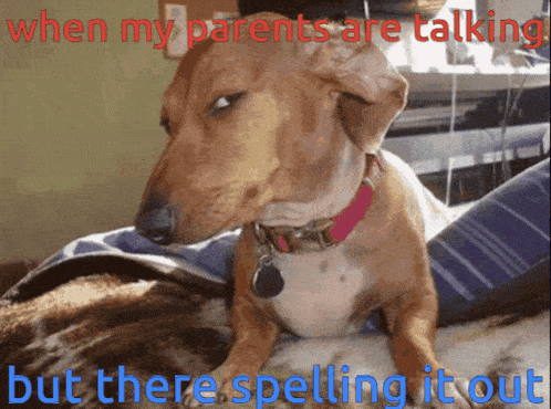 a dog laying on a bed with the words when my parents are talking but there spelling it out above it