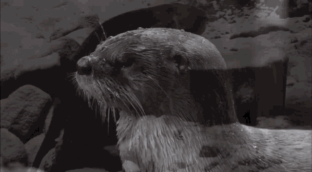 a couple of otters playing in the snow