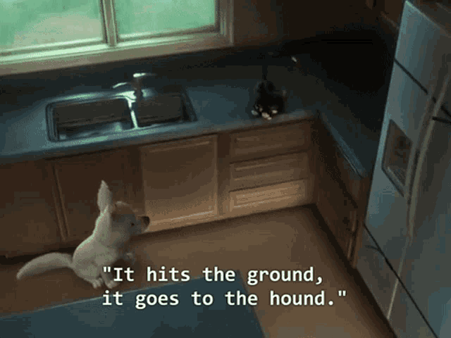 a dog is sitting in a kitchen with the words " it hits the ground it goes to the hound "