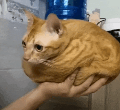 a person is holding a cat in their hand .