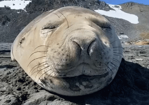 Sneeze Sea GIF - Sneeze Sea Lion GIFs
