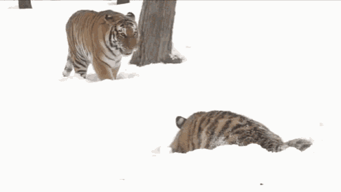 Mom Never Saw Me Coming GIF - Tigers Cubs Firstblizzard GIFs