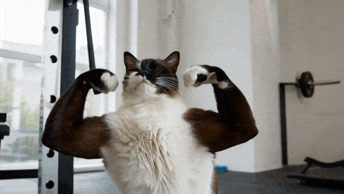 a cat is flexing its muscles in the gym