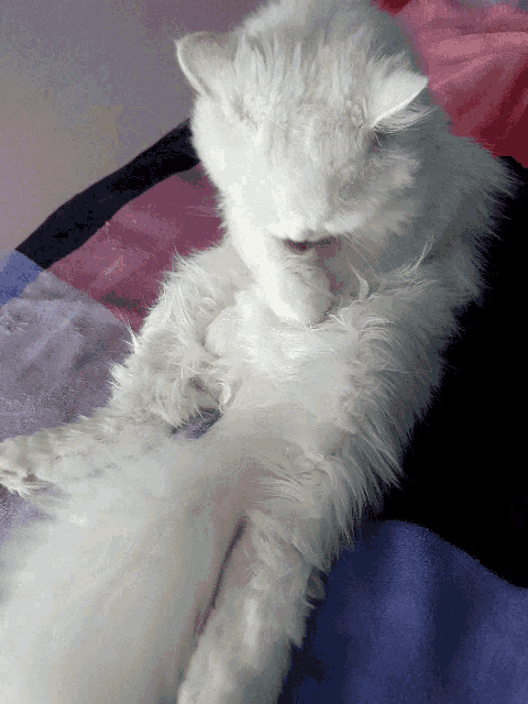 a fluffy white cat is laying on a blanket