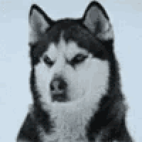 a black and white photo of a husky dog with a serious look on his face .