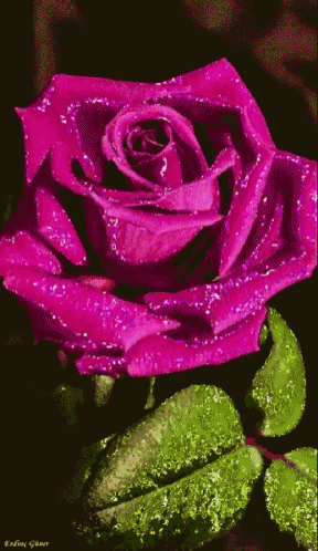 a close up of a purple rose with a green leaf