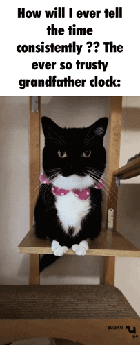 a black and white cat sitting on a shelf with a caption that reads how will i ever tell the time consistently