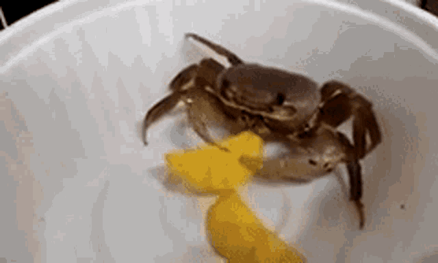Crab Chips GIF - Crab Chips GIFs