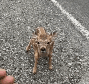 Baby Deer GIF - Baby Deer GIFs