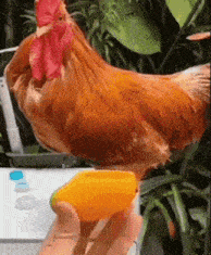 a chicken is standing next to a person holding an orange container .
