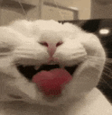 a close up of a white cat making a funny face with its tongue sticking out .