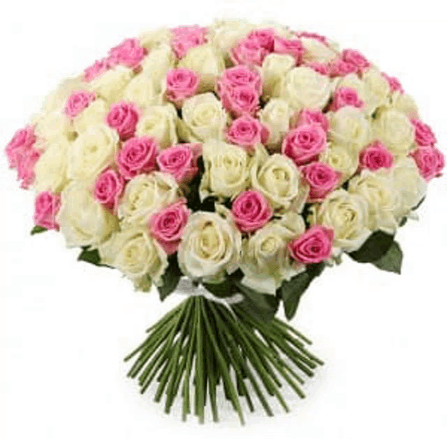 a large bouquet of white and pink roses with green leaves on a white background .