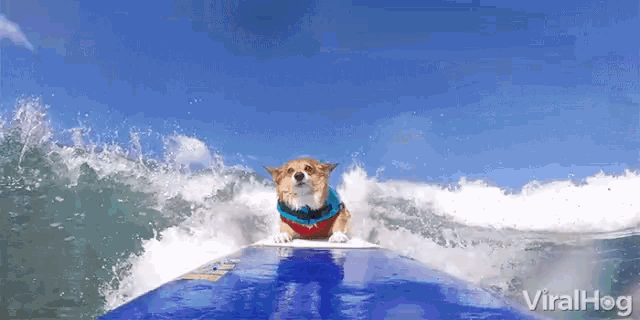 Viralhog Dog GIF - Viralhog Dog Dog Surfing GIFs