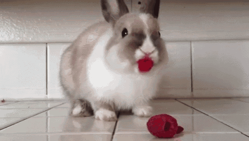 Bunny Eating Raspberries... Hilariously Cute GIF - Rabit Nibble Strawberry GIFs