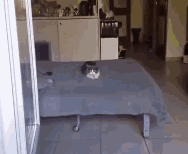 When Youve Had Too Much Catnip Funny Animals GIF - When Youve Had Too Much Catnip Funny Animals GIFs