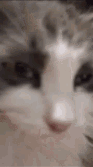 a close up of a gray and white cat 's face .