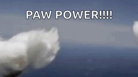 Paw Power Cat GIF - Paw Power Cat High Five GIFs